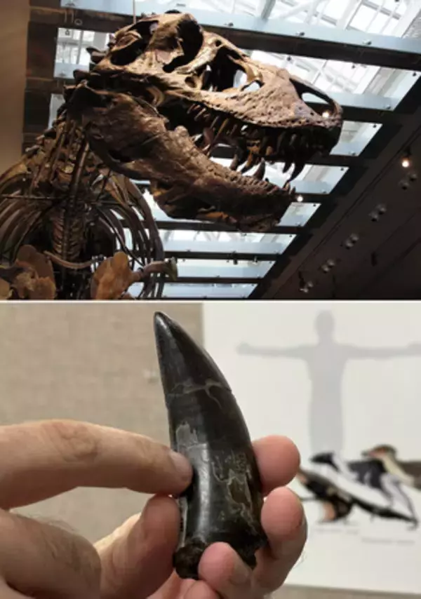 ティラノサウルスは体温３６度＝歯の炭素・水素同位体から推定―米大学