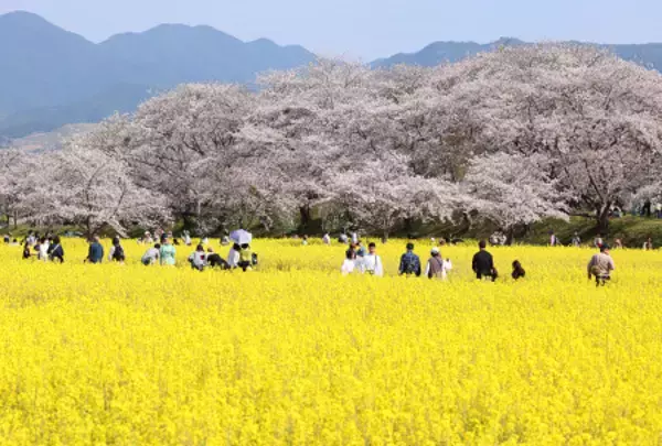 「菜の花と桜の共演」の画像