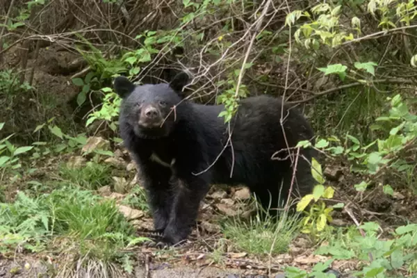 クマ撃退スプレーに推奨要件＝噴射時間は「６秒以上」―環境省