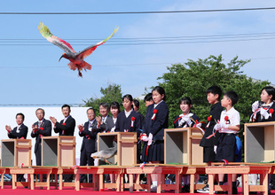 能登で本州初のトキ放鳥