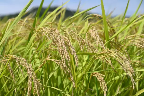 新米収穫量、６７．６万トン増＝主食用、１７年以降最大に―農水省