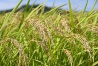 新米収穫量、６７．６万トン増＝主食用、１７年以降最大に―農水省