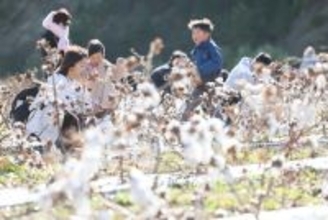 ふわふわ綿花を収穫