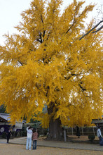 色づく大イチョウ