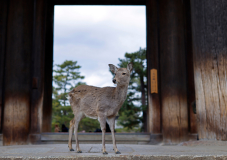 奈良公園に子ジカの死骸４体＝人為的か、県警捜査