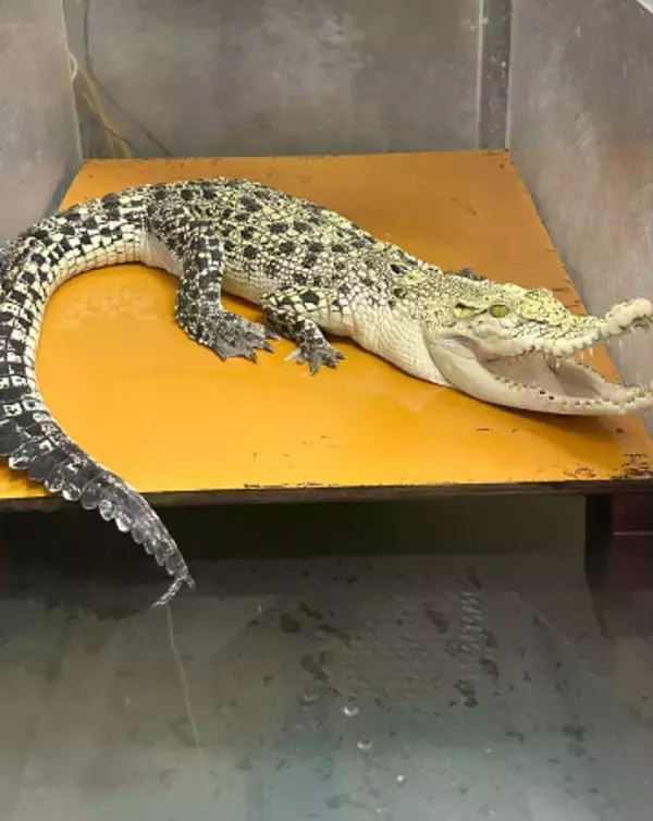イリエワニなど無許可飼育容疑