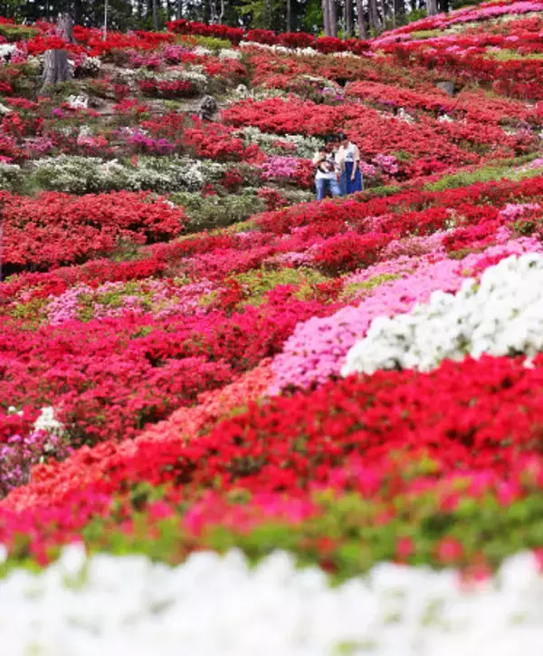 色とりどりのツツジが見頃