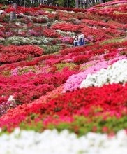 色とりどりのツツジが見頃