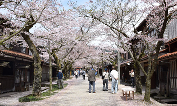 宿場町の桜並木