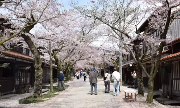 宿場町の桜並木