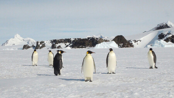 コウテイペンギン、絶滅危惧種に＝気候変動が影響―国際自然保護連合