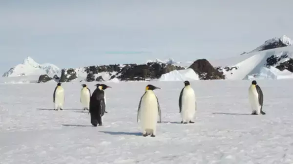 コウテイペンギン、絶滅危惧種に＝気候変動が影響―国際自然保護連合