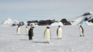 コウテイペンギン、絶滅危惧種に＝気候変動が影響―国際自然保護連合