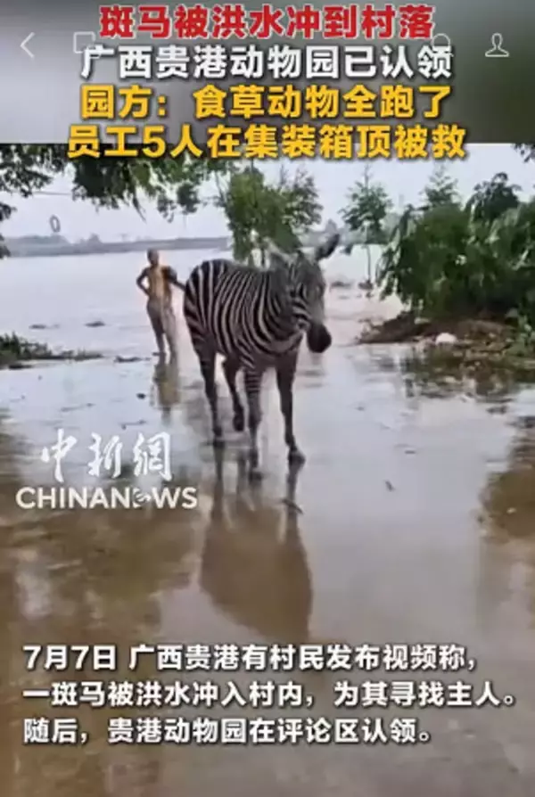 台風でシマウマなど動物園から逃げ出す