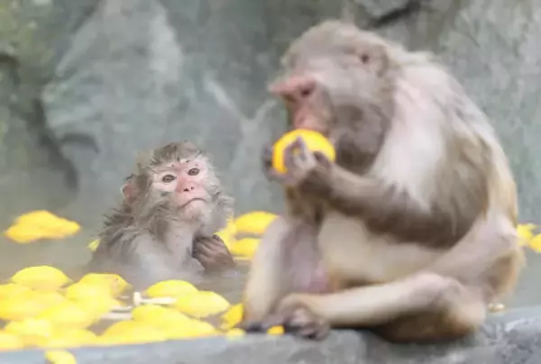 ゆず湯でほっこり