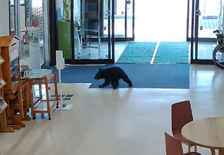 西目屋村役場に子グマ侵入