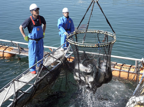 三陸の養殖サーモン、今季初水揚げ