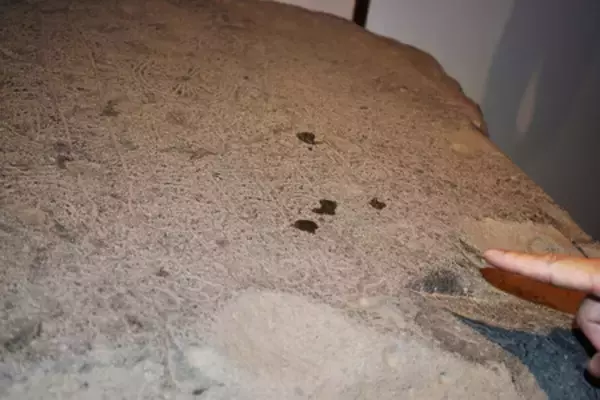 薬師寺国宝に液体か＝奈良時代の「仏足石」―県警