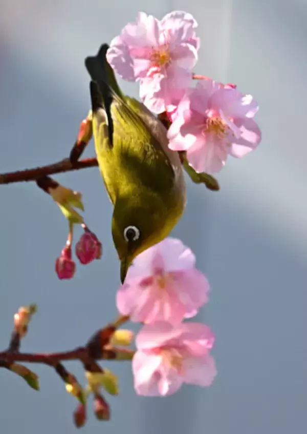 河津桜の蜜を吸うメジロ
