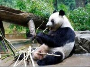 上野の双子パンダ、中国返還＝来年１月、国内飼育ゼロに―東京都
