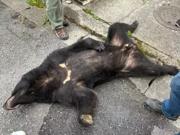 宇都宮でクマ１頭捕獲＝６日から出没、同一個体か