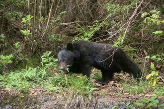 クマ駆除対応チームを設置＝市街地での出没に備え―警視庁