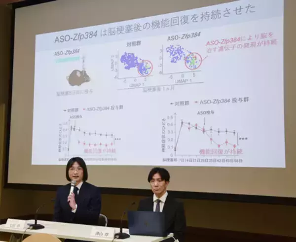 脳梗塞後の回復が持続＝薬剤候補開発、マウスで効果―ヒトで実用化目指す・東京科学大