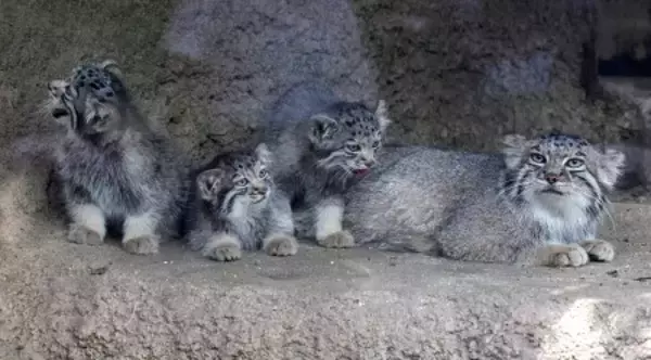 すくすく成長中、マヌルネコの赤ちゃん