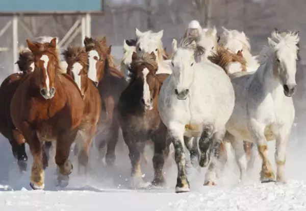 雪上で元気に馬追い運動