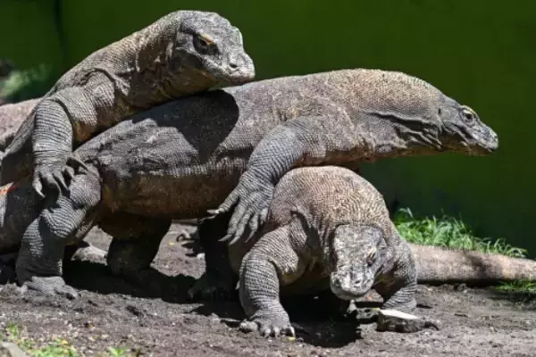 「ドラゴン外交」インドネシア、コモドオオトカゲのつがいを日本の動物園に貸与