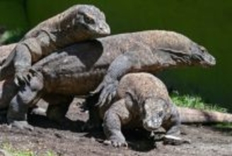 「ドラゴン外交」インドネシア、コモドオオトカゲのつがいを日本の動物園に貸与