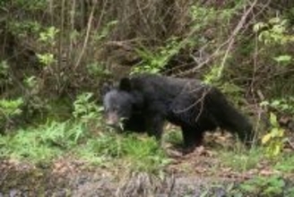 ４月からのクマ被害１９６人に＝１０月は最多の８８人―環境省