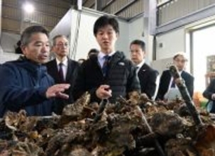 広島カキ「災害級」の大量死