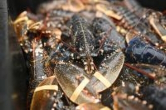 生きたままゆでるの禁止