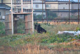 「クマの生息状況、国が調査＝東北などで６月下旬から―環境省」の画像1