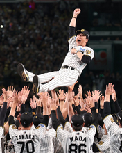 胴上げされる藤川監督　プロ野球