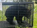「クマ出没、学校現場直撃」の画像1