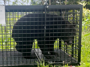 クマ出没、学校現場直撃