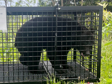 クマ出没、学校現場直撃