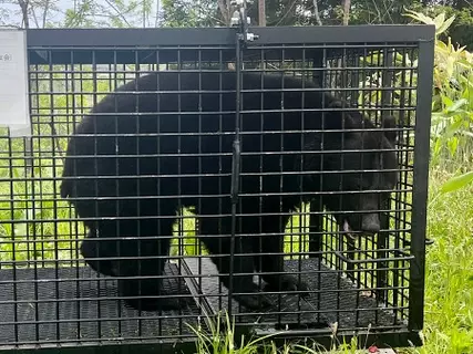 クマ出没、学校現場直撃