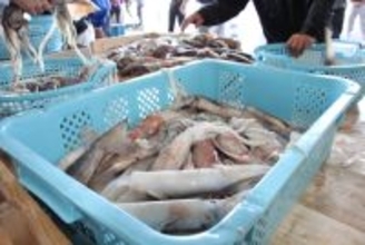 漁獲超過、青森の業者に改善要請＝農水副大臣、スルメイカ漁で