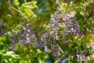 花咲かせた「オカフジ」