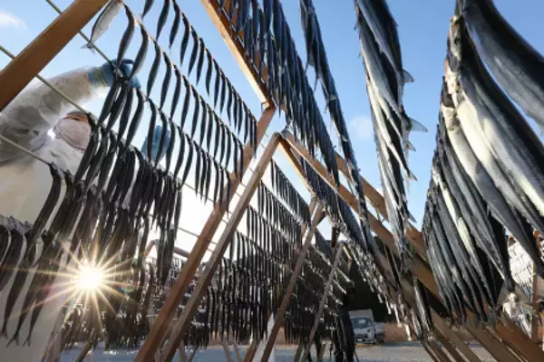 銀色に輝くサンマ