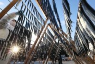 銀色に輝くサンマ