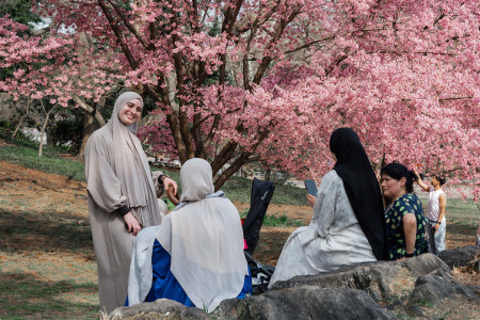 ニューヨークの桜