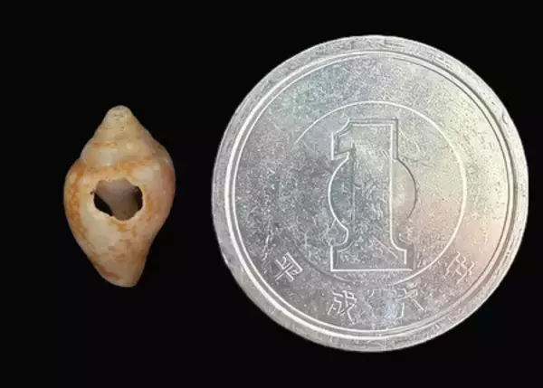 ネアンデルタール人、貝をめでる＝現生人類祖先と価値観共通―京大など