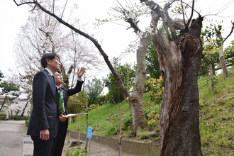 横田めぐみさん同級生、母校に集う＝寄贈の桜「咲く前に帰ってきて」―新潟