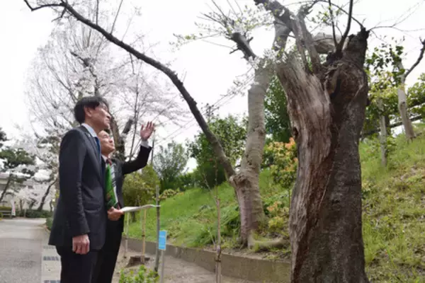 横田めぐみさん同級生、母校に集う＝寄贈の桜「咲く前に帰ってきて」―新潟