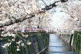 「目黒川の桜並木」の画像1