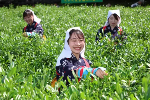八十八夜の新茶摘み